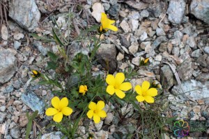 linum flavum